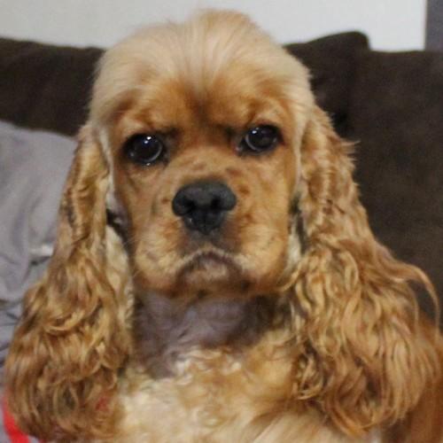 Cocker Américain Rainbow Colors Tendresse